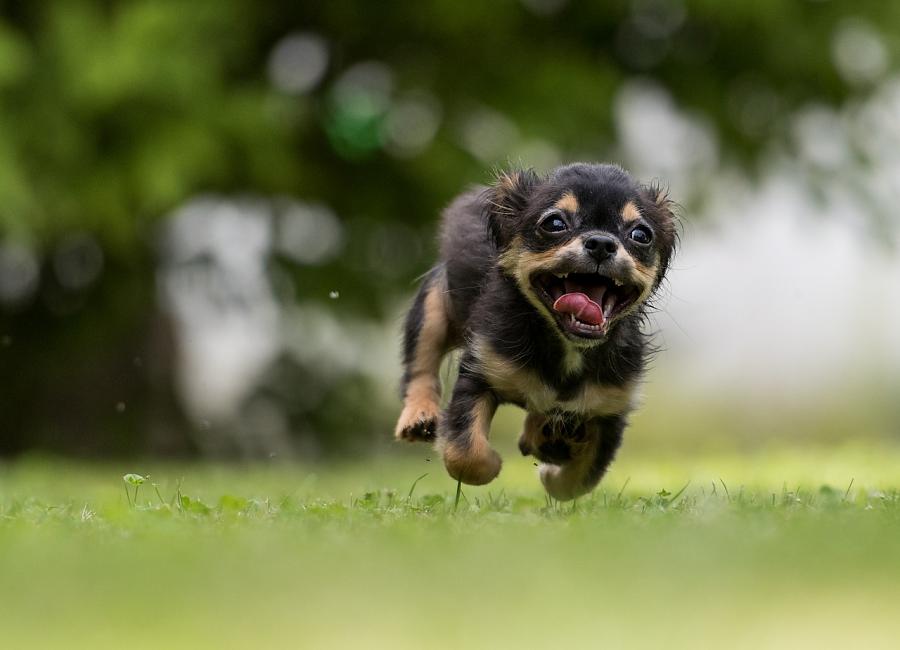 Take Your Dog to the Park Feb. 20