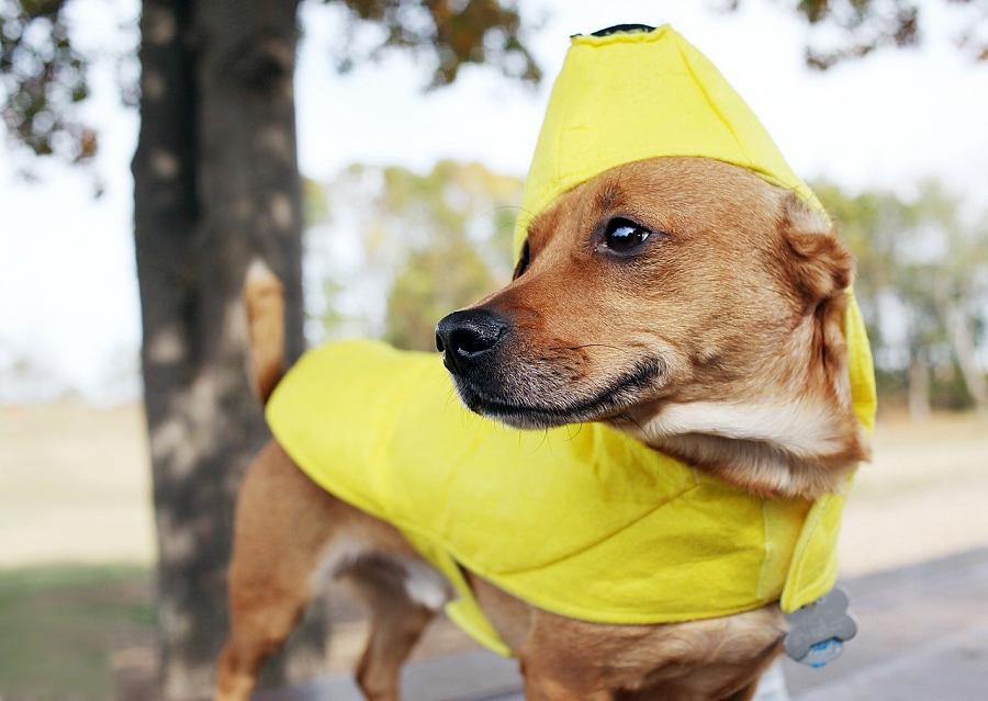 Dress Up Your Dog for ‘Howl-o-ween’